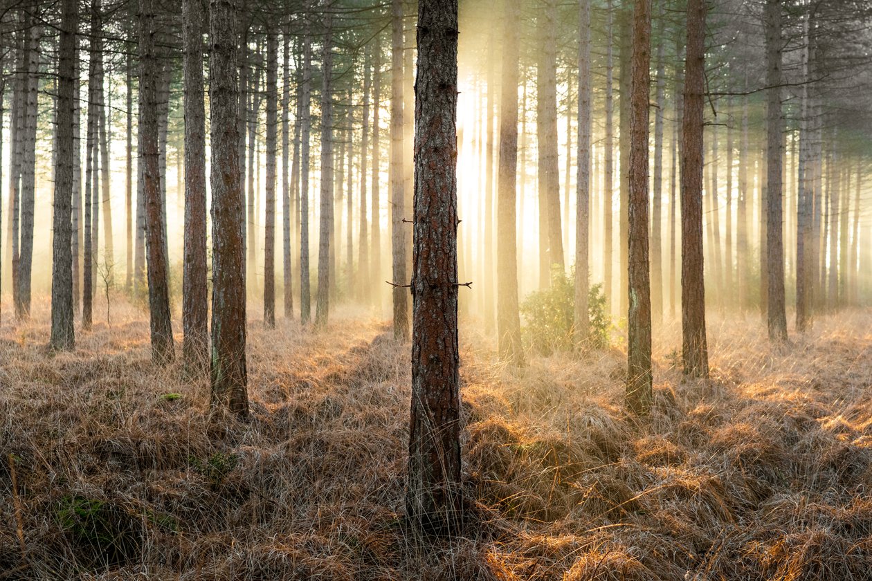 Mirkwood, 2025 (foto) av Lee Cooper