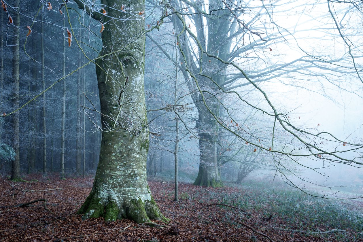 Mosslight, 2023 (foto) av Lee Cooper