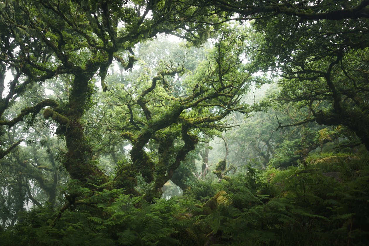 Nocturne Grove, 2020 (foto) av Lee Cooper