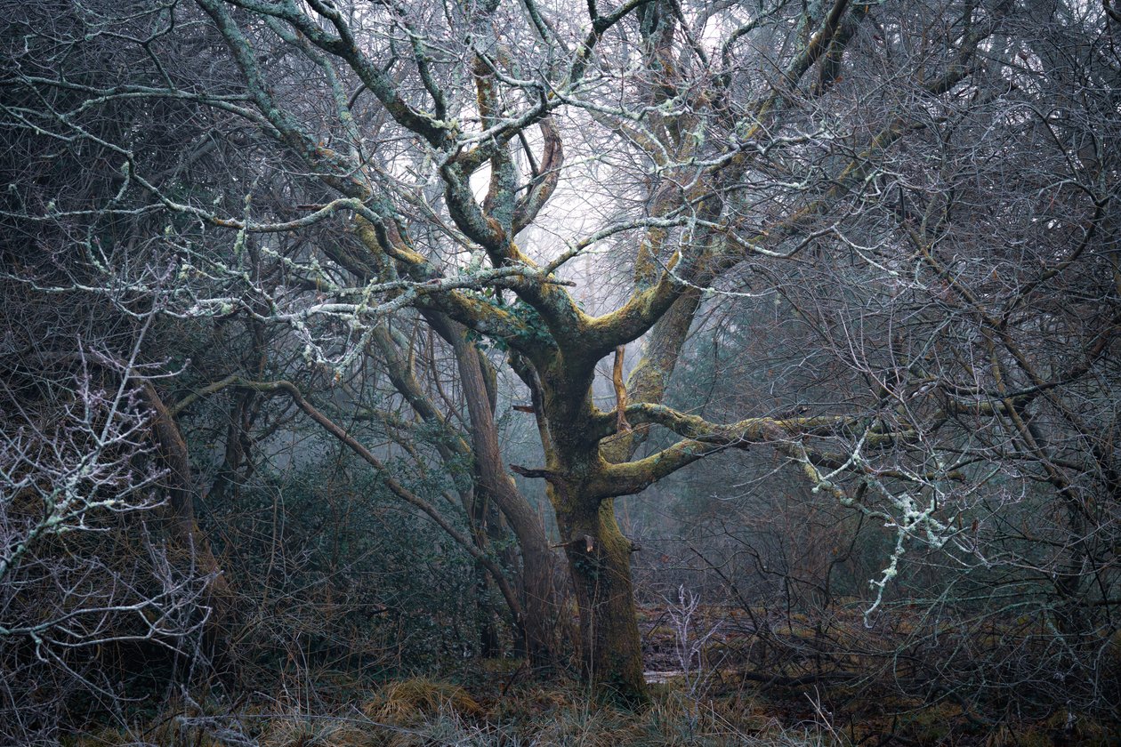 Roots of Time, 2022 (foto) av Lee Cooper