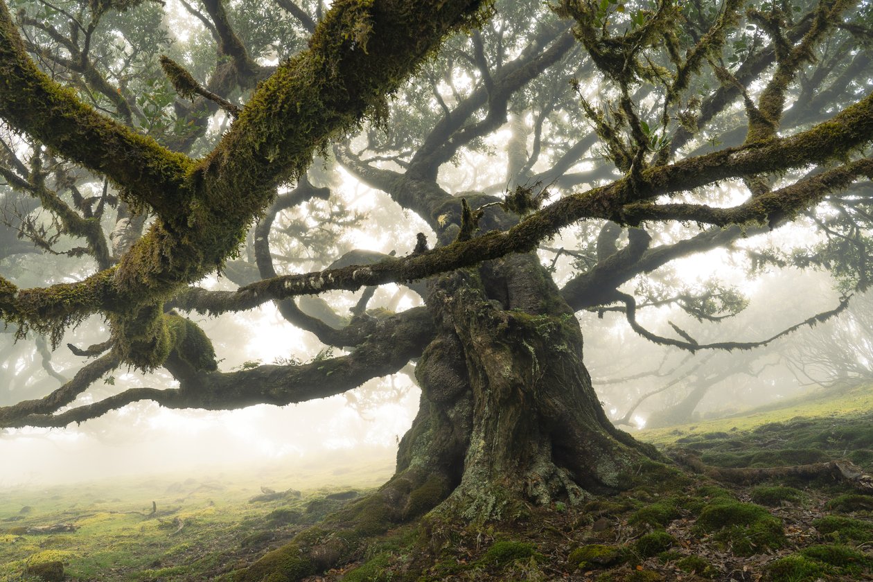 Skogen återstår II, 2023 (foto) av Lee Cooper