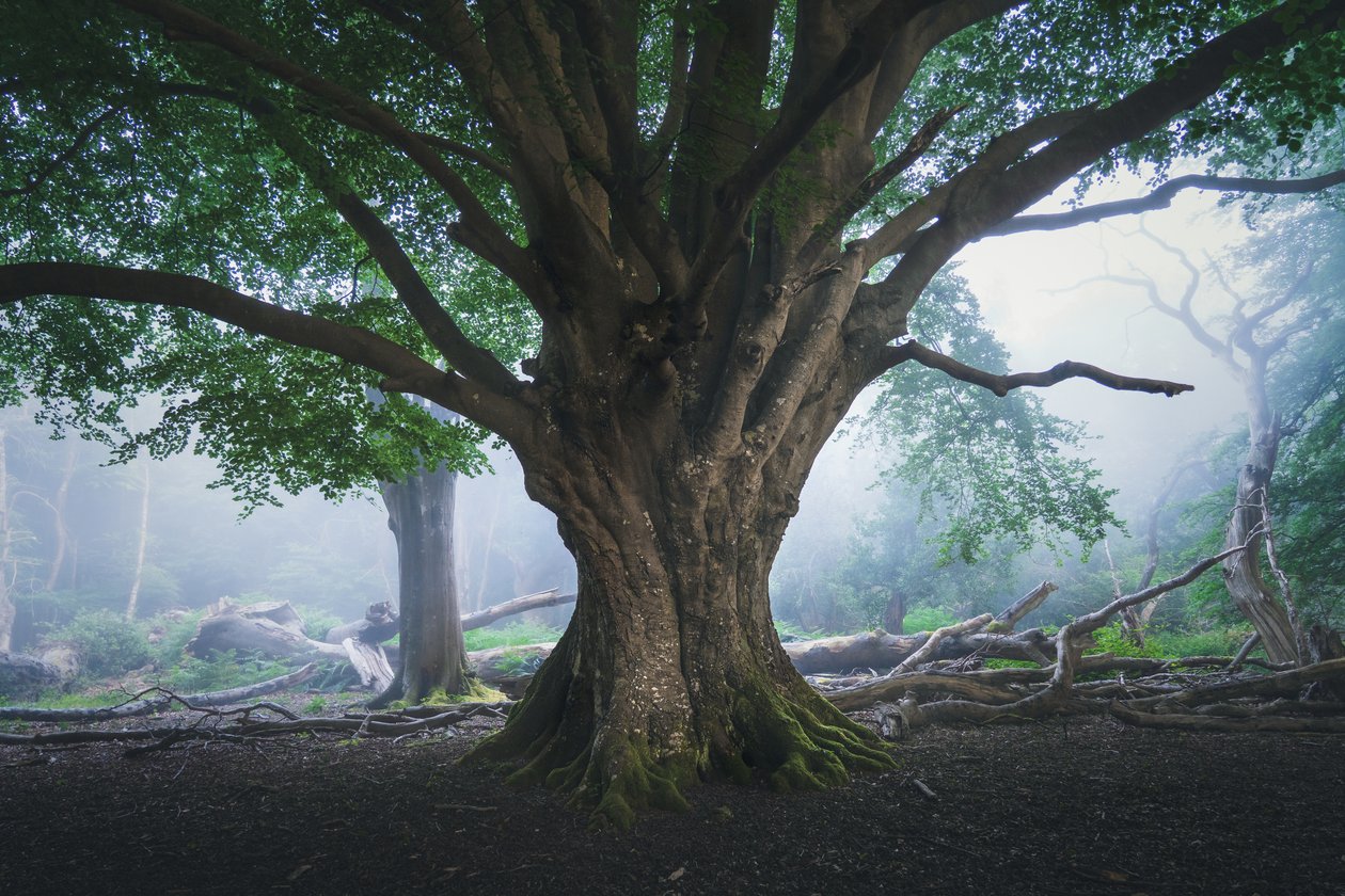 The Light That Waits, 2024 (foto) av Lee Cooper