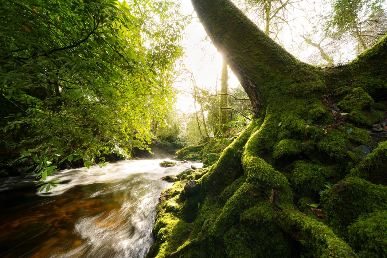 Twilight Grove, 2024 (foto) av Lee Cooper