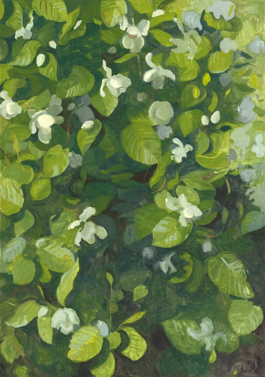 Magnolia i blom, 2014 av Leigh Glover
