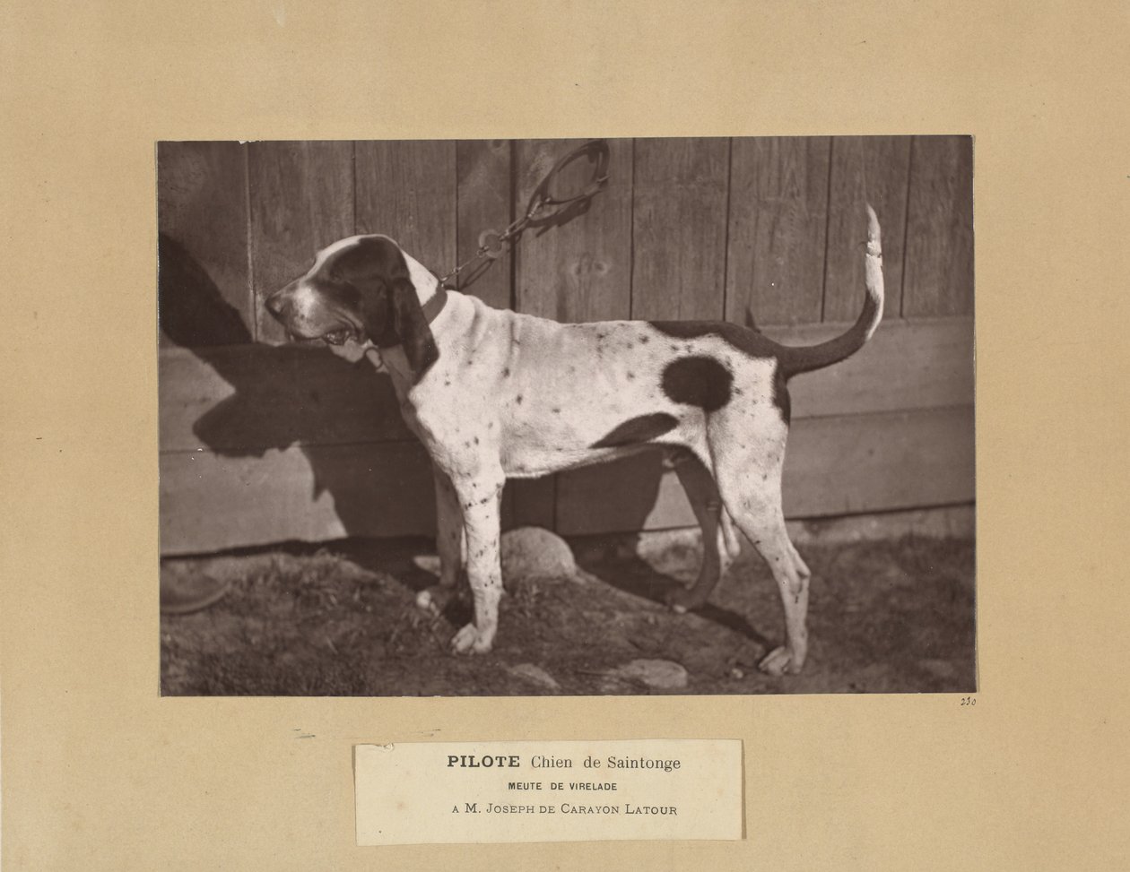 Pilot, Chien de Saintonge, Pack of Virelade, A.M. Joseph de Carayon Latour av Leon Cremiere