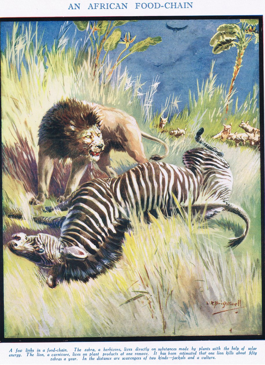 En afrikansk livsmedelskedja, illustration från "The Science of Life" av Leonard Robert Brightwell