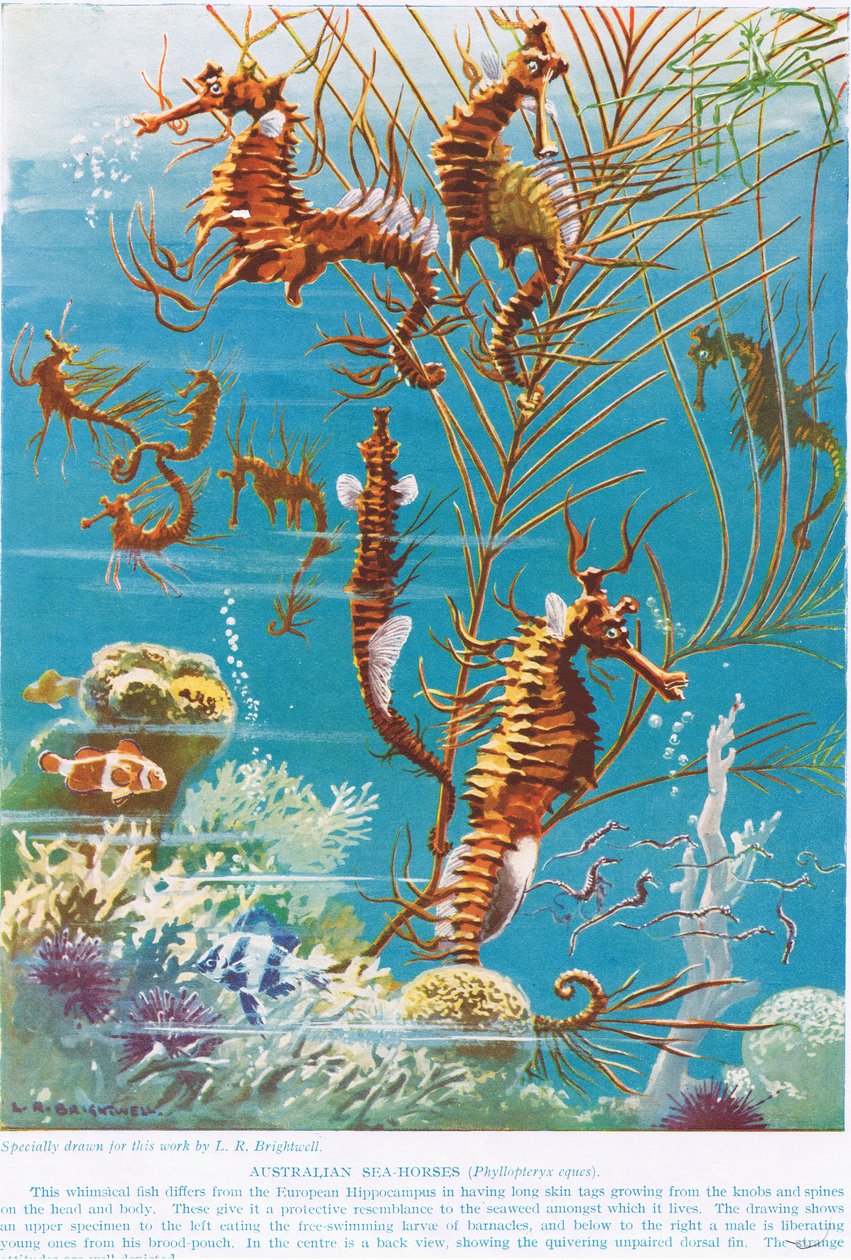 Australiska sjöhästar, illustration från "The Science of Life" av Leonard Robert Brightwell
