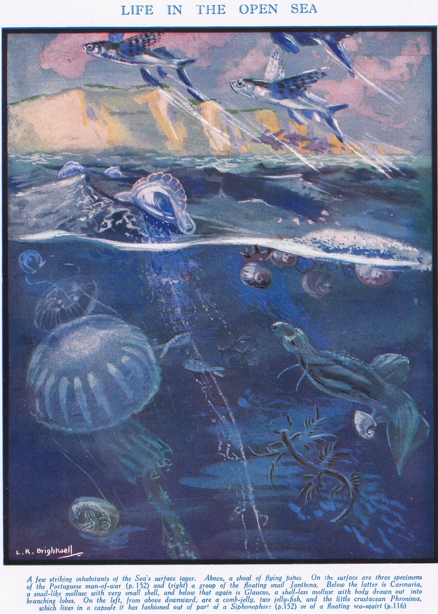 Livet i det öppna havet, illustration från "The Science of Life" (Livets vetenskap) av Leonard Robert Brightwell