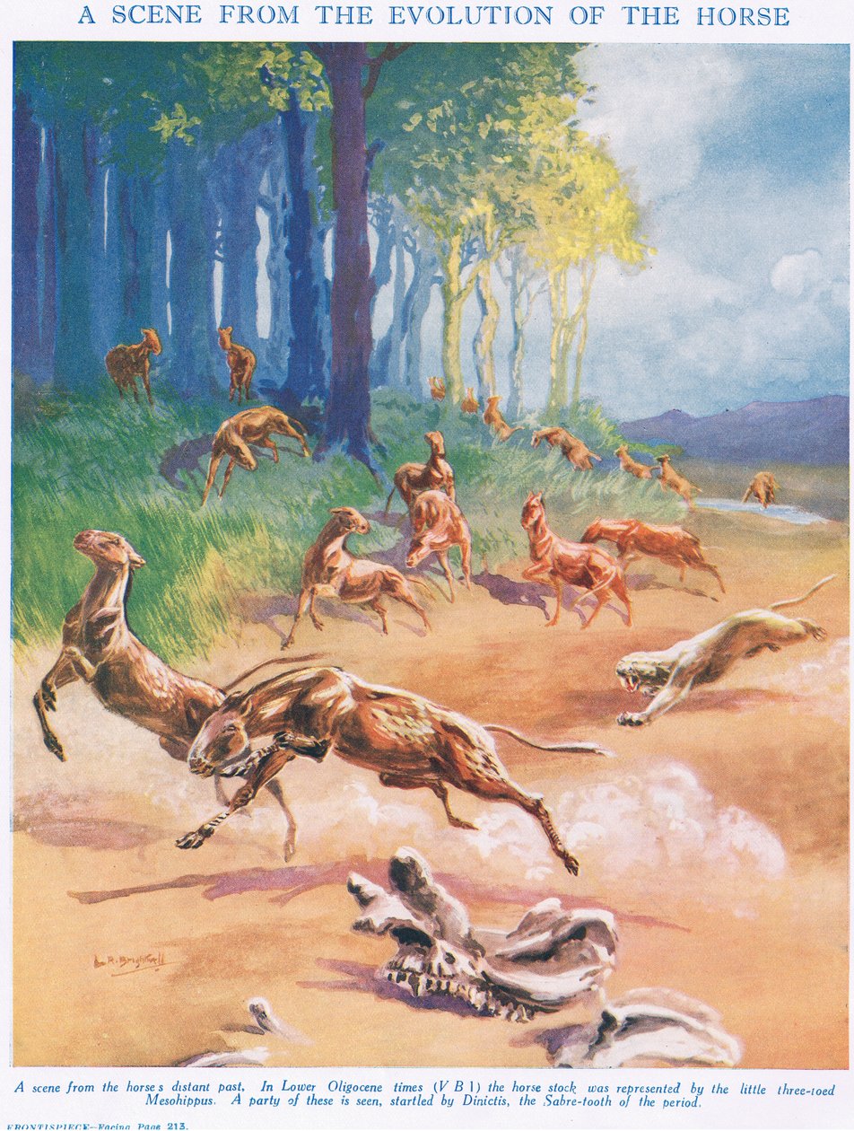 Mesohippus, illustration från "The Science of Life" av Leonard Robert Brightwell