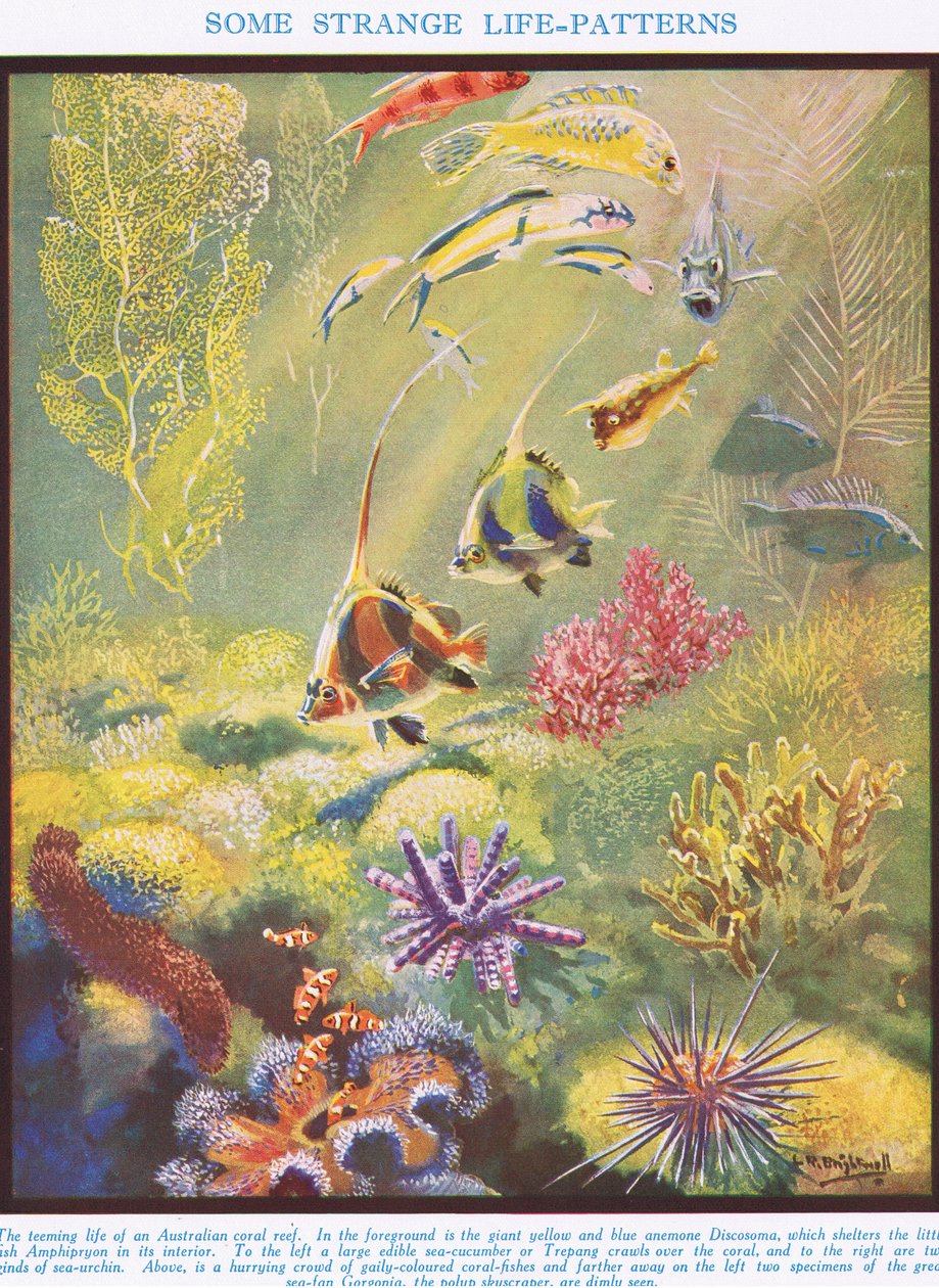 Några märkliga livsmönster, illustration från "The Science of Life" (Livets vetenskap) av Leonard Robert Brightwell