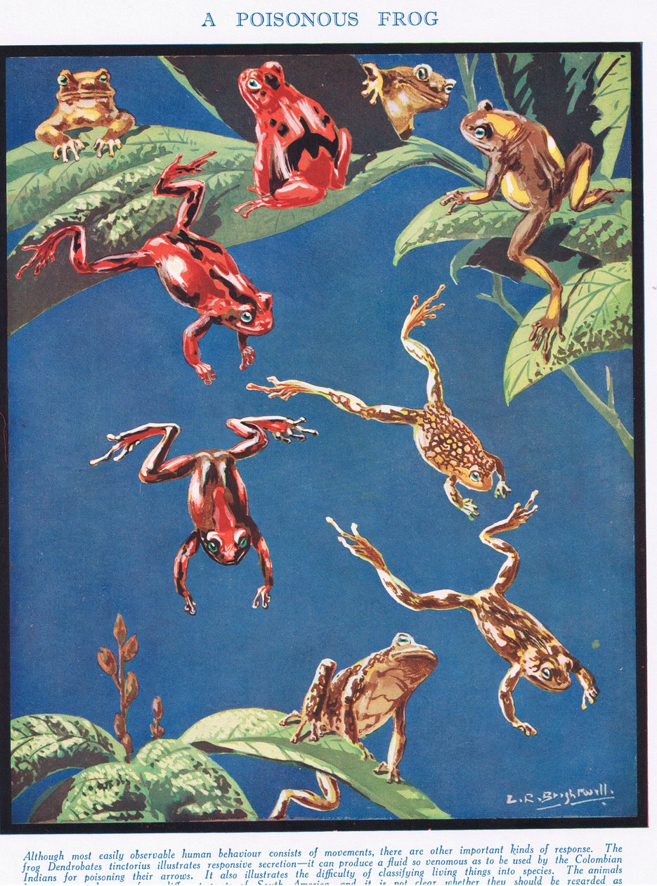 En giftig groda, illustration från "The Science of Life" av Leonard Robert Brightwell