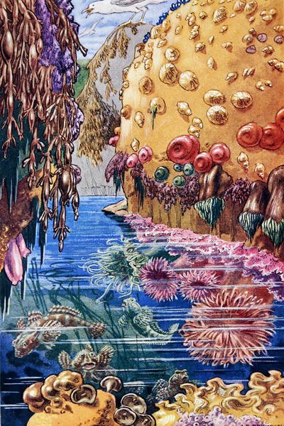 Illustration från "Sea-Shore Life in Britain" tryckt 1947 (lito i färg) av Leonard Robert Brightwell