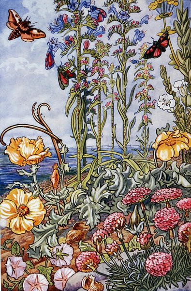 Illustration från "Sea-Shore Life in Britain" tryckt 1947 (färglitografi) av Leonard Robert Brightwell