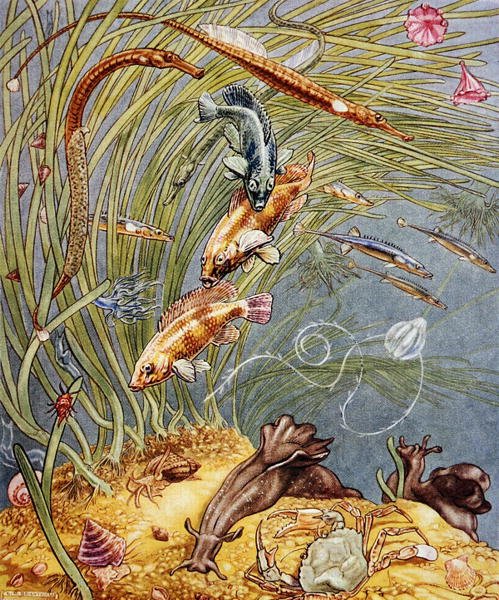 Illustration från "Sea-Shore Life in Britain" tryckt 1947 (lito i färg) av Leonard Robert Brightwell