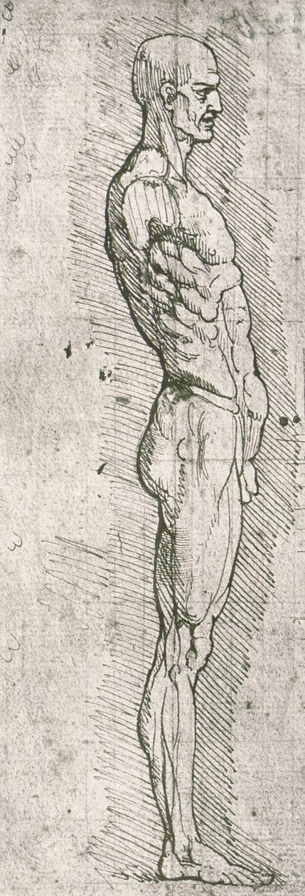 Anatomisk undersøgelse (pen og blæk på papir) swed av Leonardo da Vinci