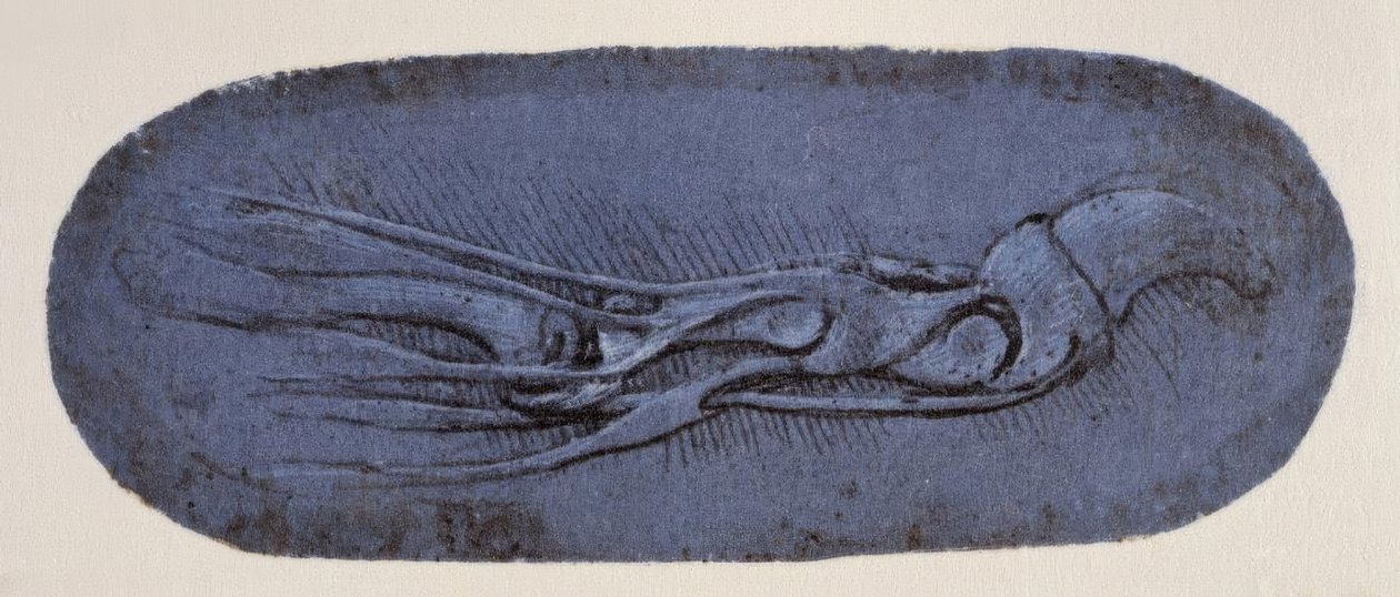 Anatomiestudie av Leonardo da Vinci