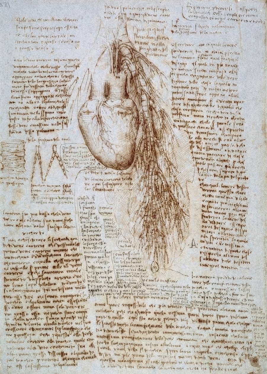 Anatomistudie: hjärtat och omgivande blodkärl med lungorna av Leonardo da Vinci