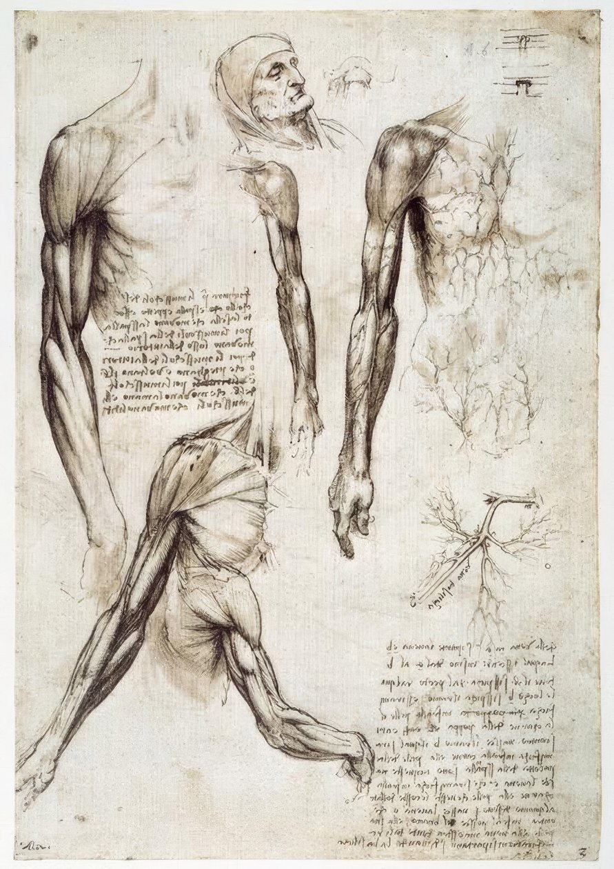 Anatomiestudien av Leonardo da Vinci