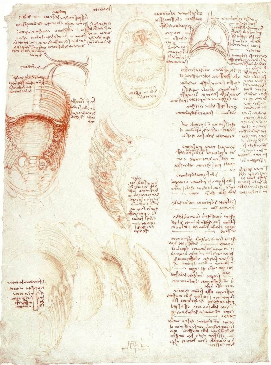 Anatomistudier: bröstkorg och diafragma av Leonardo da Vinci