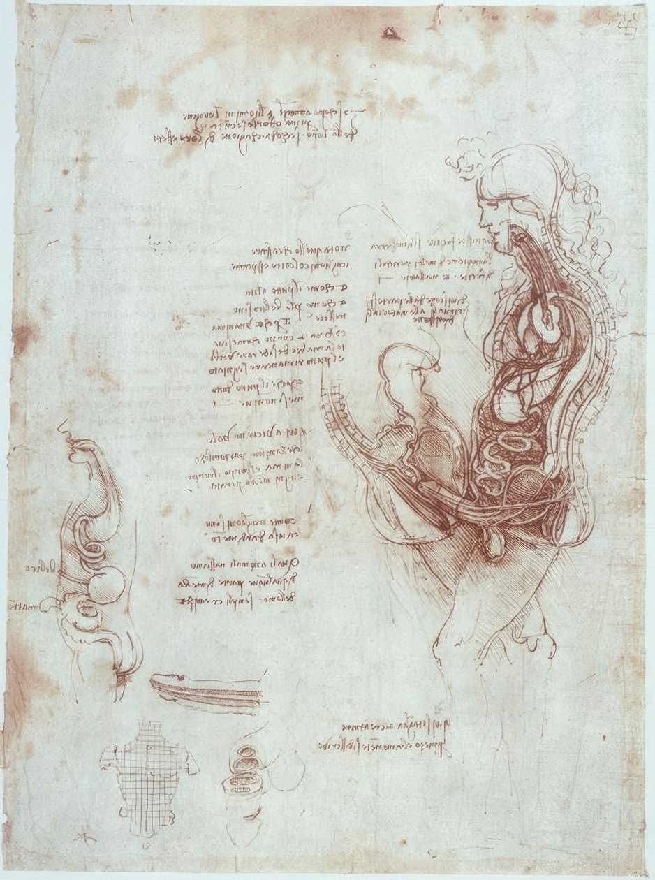Anatomistudier: Koitusställning i längssnitt av Leonardo da Vinci