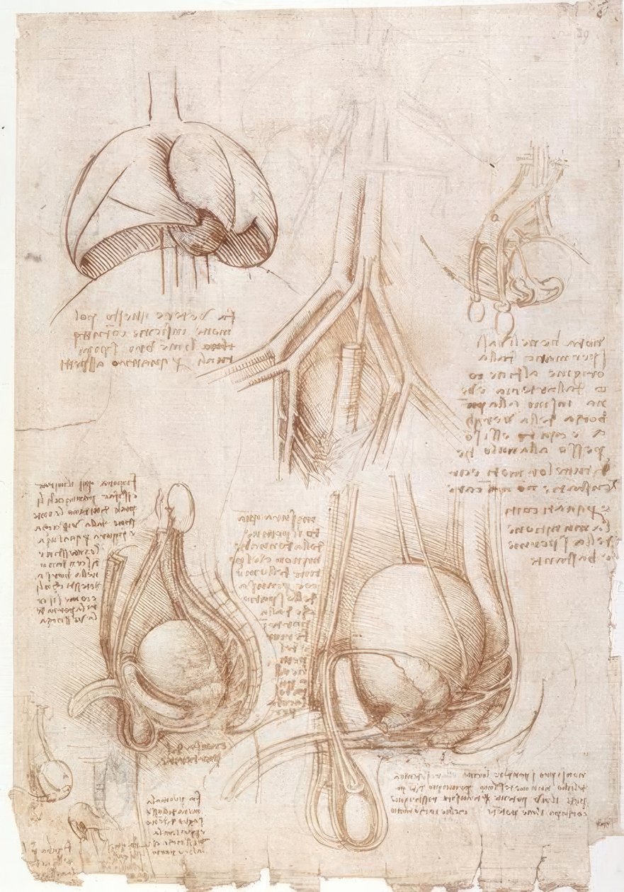 Anatomistudier: lungor, urinblåsa ... av Leonardo da Vinci