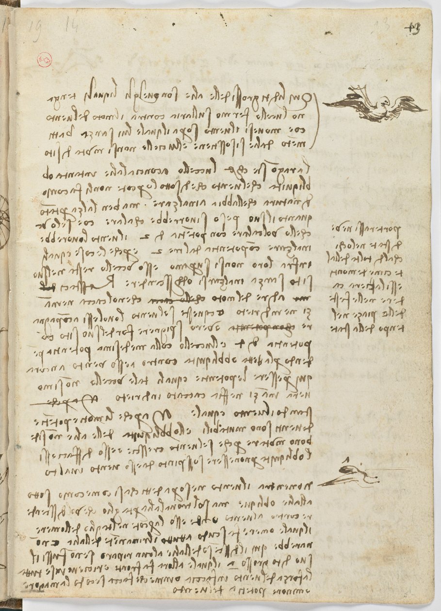Fåglars flygkod, c. 1505-06, pappersmanuskript, cc. 18, blad 13 recto av Leonardo da Vinci