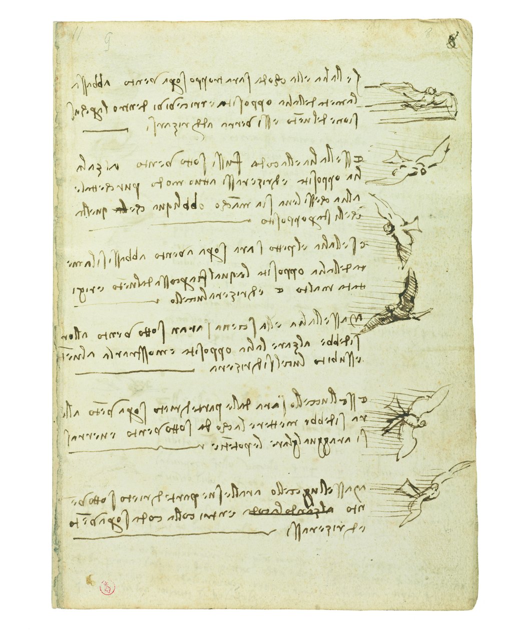 Codex om fåglarnas flygning, Folio 8 recto av Leonardo da Vinci