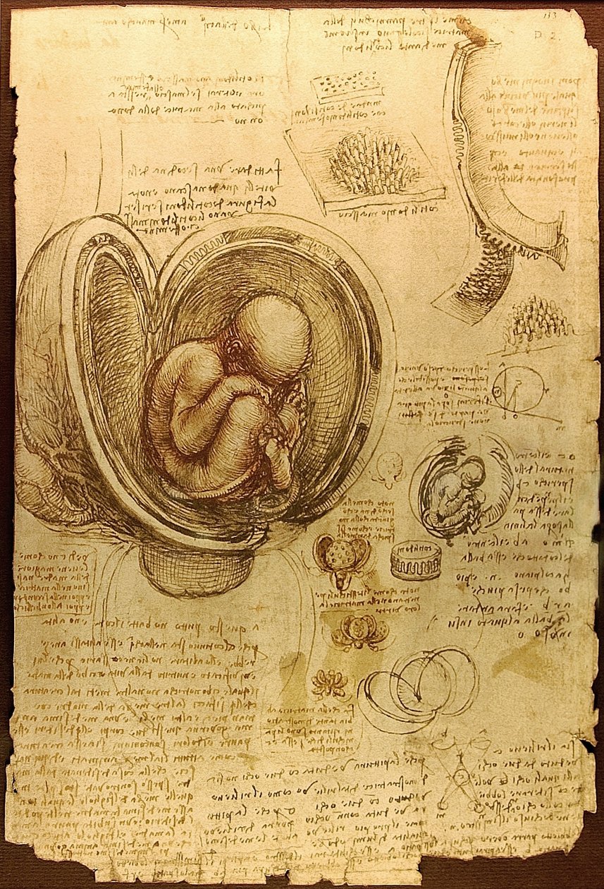 Da Vinci Studies of Embryos Luc Viatoura av Leonardo da Vinci