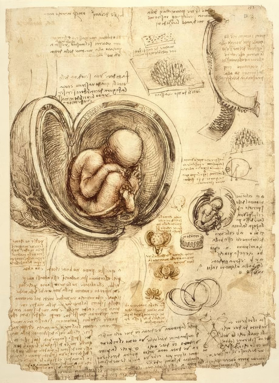 Foster i livmodern av Leonardo da Vinci