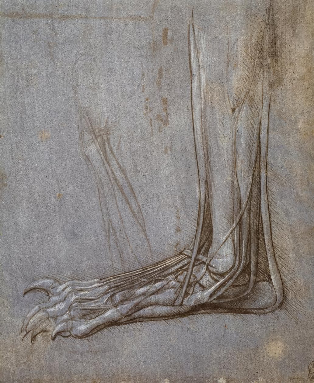 Extensor senor i tårna på en björns tass av Leonardo da Vinci