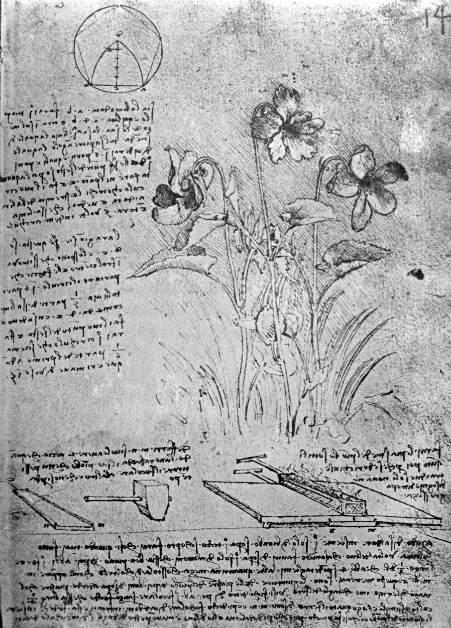 Studier av Violas (Viola odorata och Viola canina), fol. 14r från Manuskript B, c.1487-90 (penna och bläck på papper) av Leonardo da Vinci