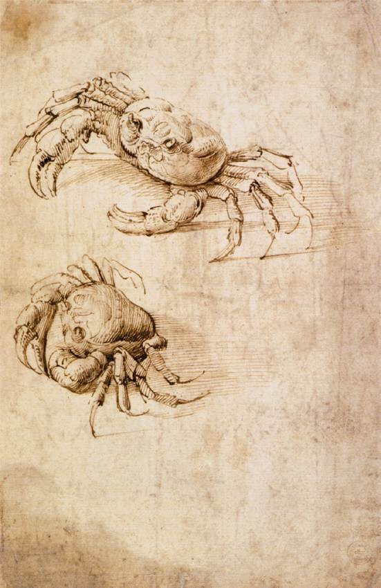 Studies of crabs av Leonardo da Vinci