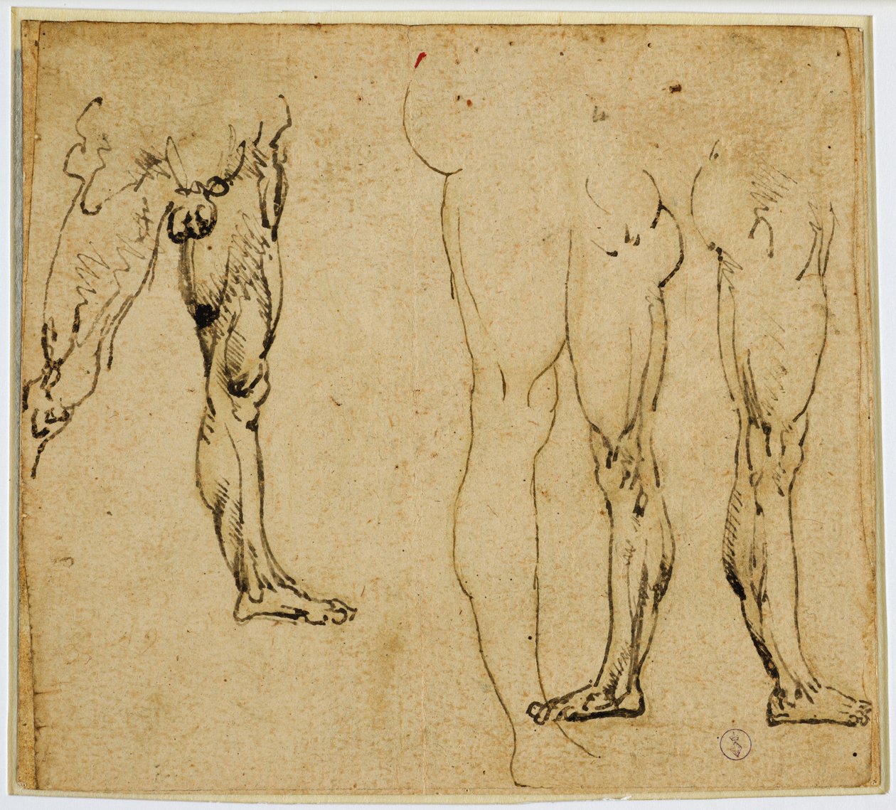 Studier av manliga ben, ca. 1485-1487 (penna och bläck, med spår av metallspets på papper) av Leonardo da Vinci