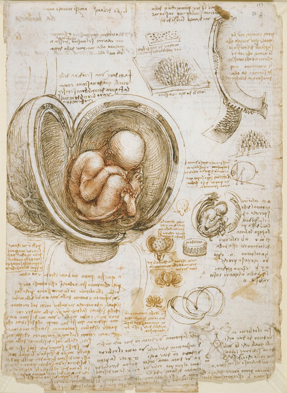 Studier av fostret i livmodern av Leonardo da Vinci