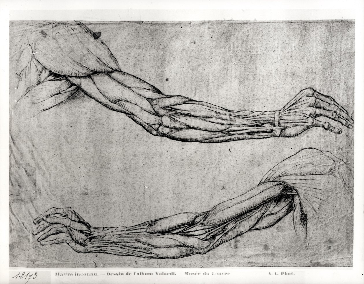 Undersökning av vapen av Leonardo da Vinci