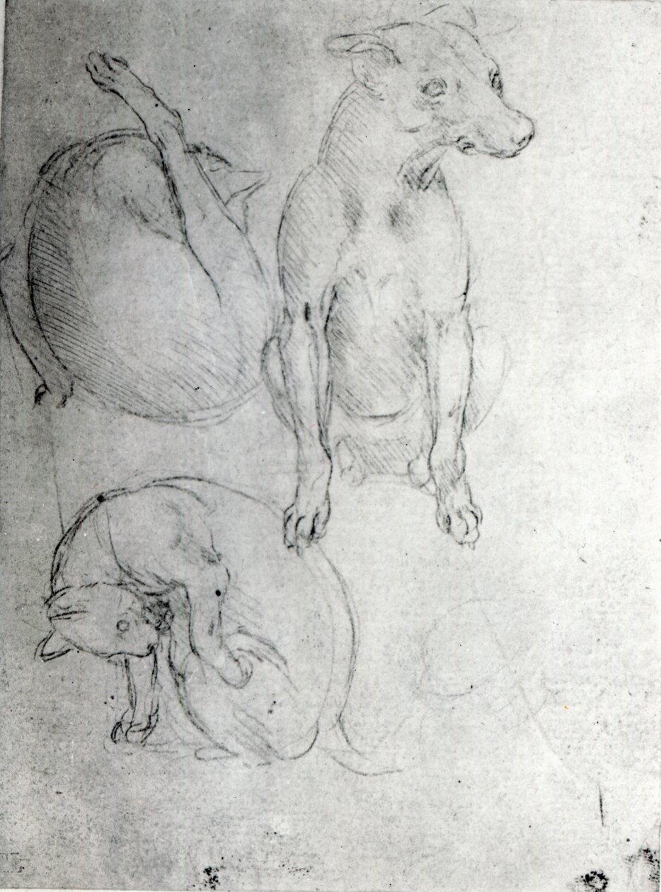 Studie av en hund och en katt, ca 1480 (metalpoint på papper) av Leonardo da Vinci