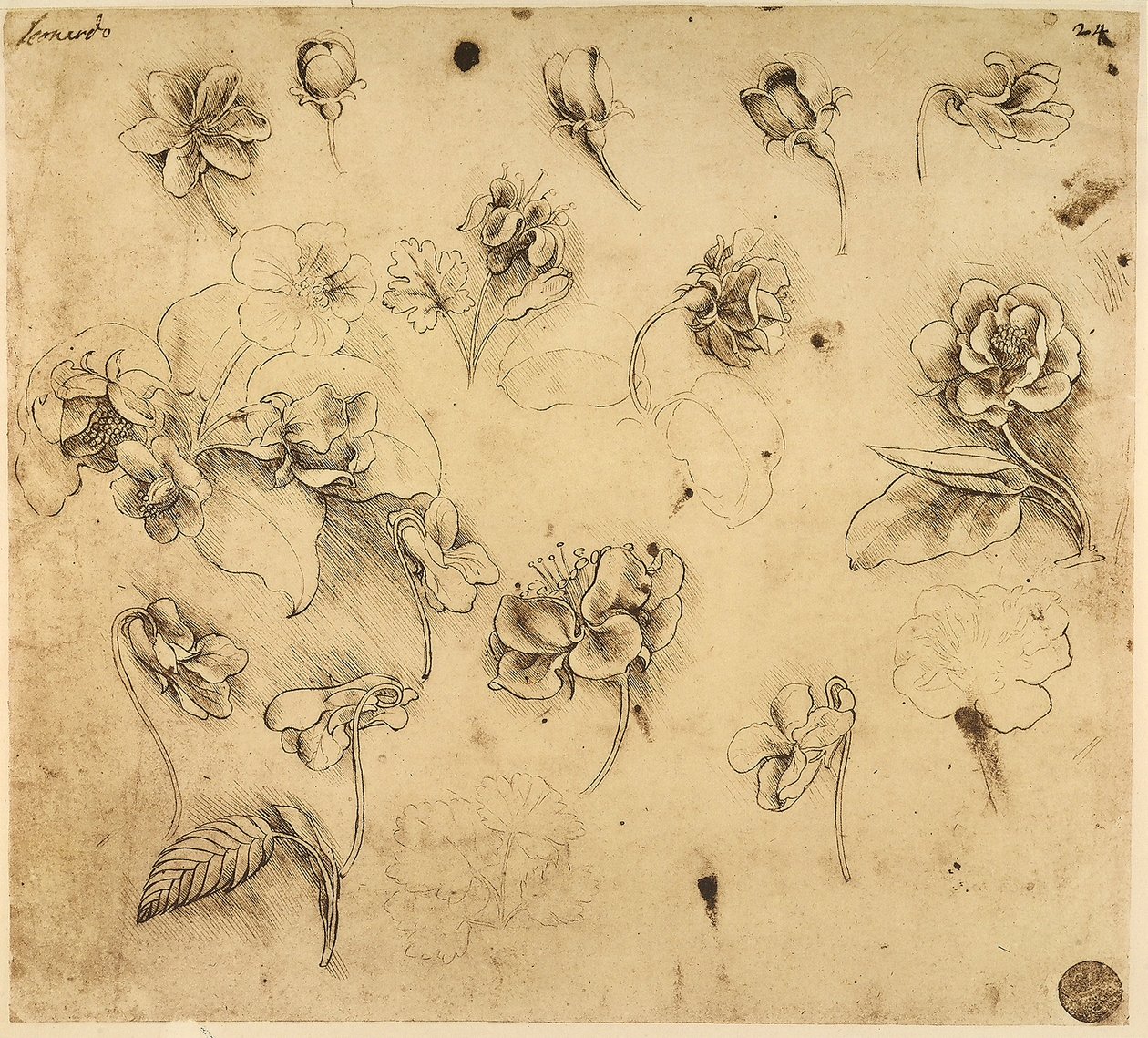 Studie av blommor, pennteckning på gult papper, med tecken på silverspetsförberedelse, av Leonardo da Vinci, bevarad i Akademiens Galleri, Venedig. av Leonardo da Vinci