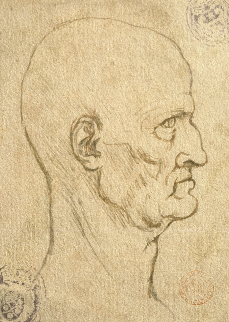 Studie av mänskliga proportioner av Leonardo da Vinci