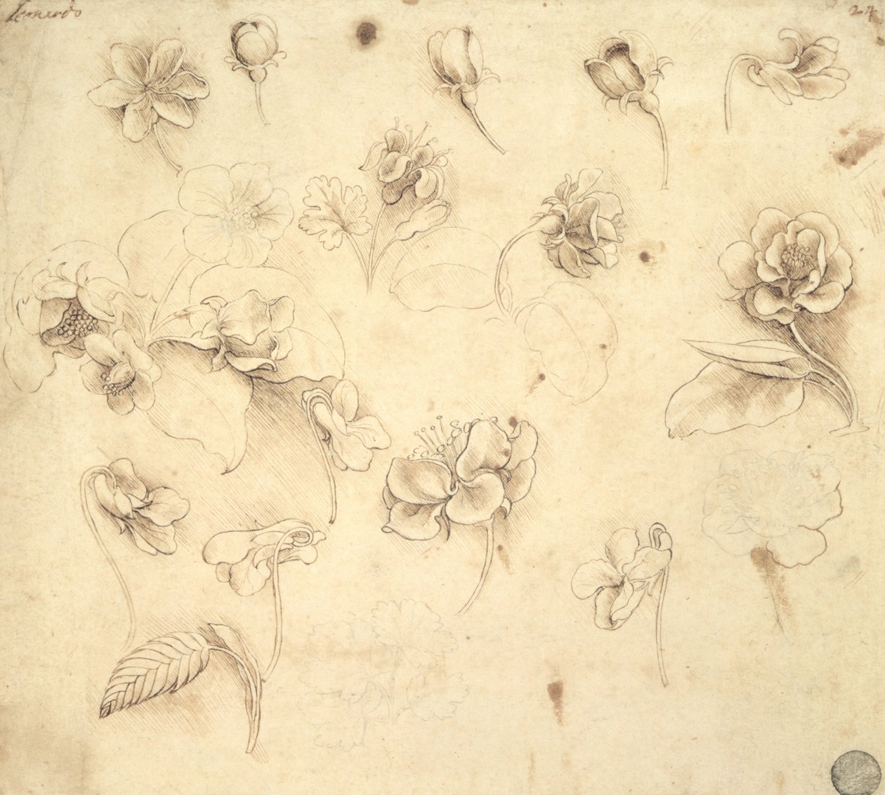 Studie av blommorna av gräsliknande växter (Briza Maxima) c.1481-83 av Leonardo da Vinci