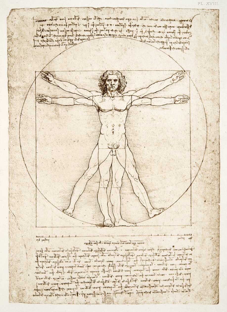 Människofigurens proportioner (efter Vitruvius), c.1492 (faksimil) av Leonardo da Vinci