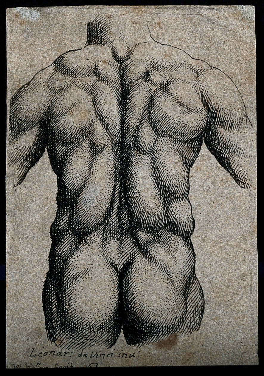 Torso of a man, seen from the back, with the muscles emphasi av Leonardo da Vinci