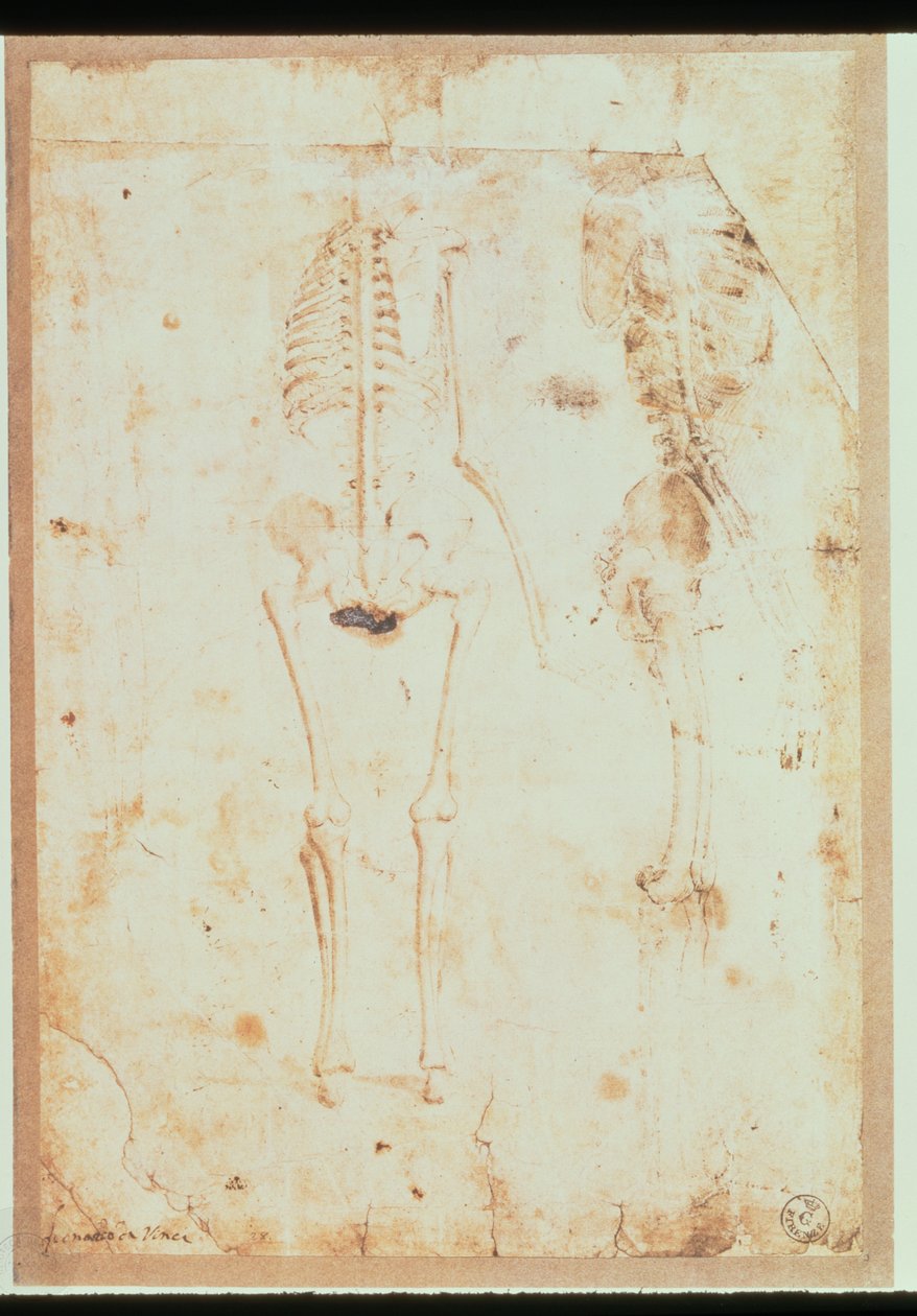Två studier av ett hängande skelett (penna och bläck med tvätt) av Leonardo da Vinci