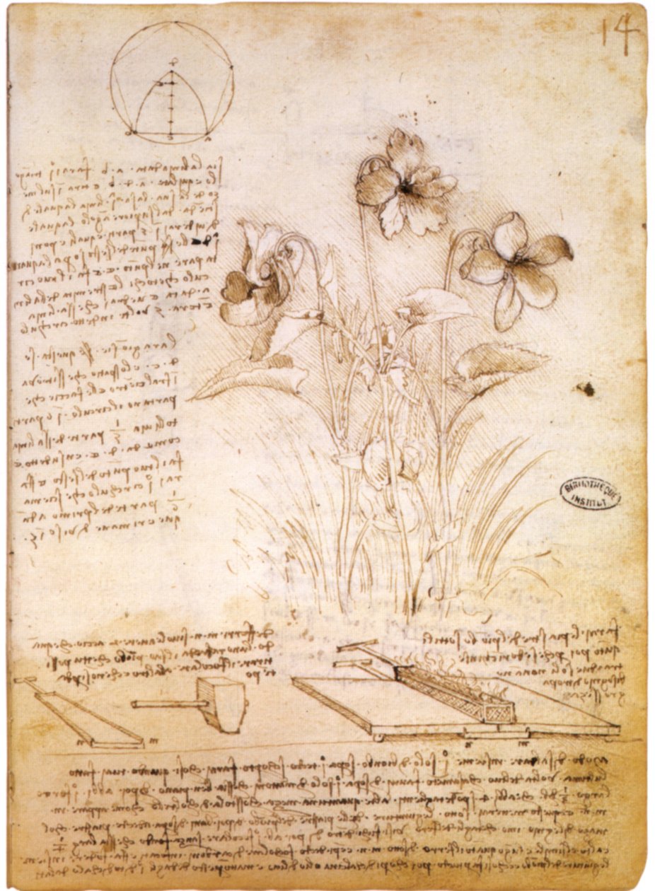 figure geometriche e disegno botanico av Leonardo da Vinci