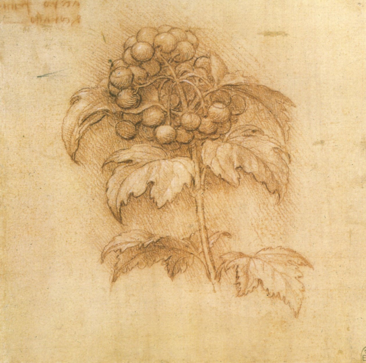 mirtillo palustre av Leonardo da Vinci