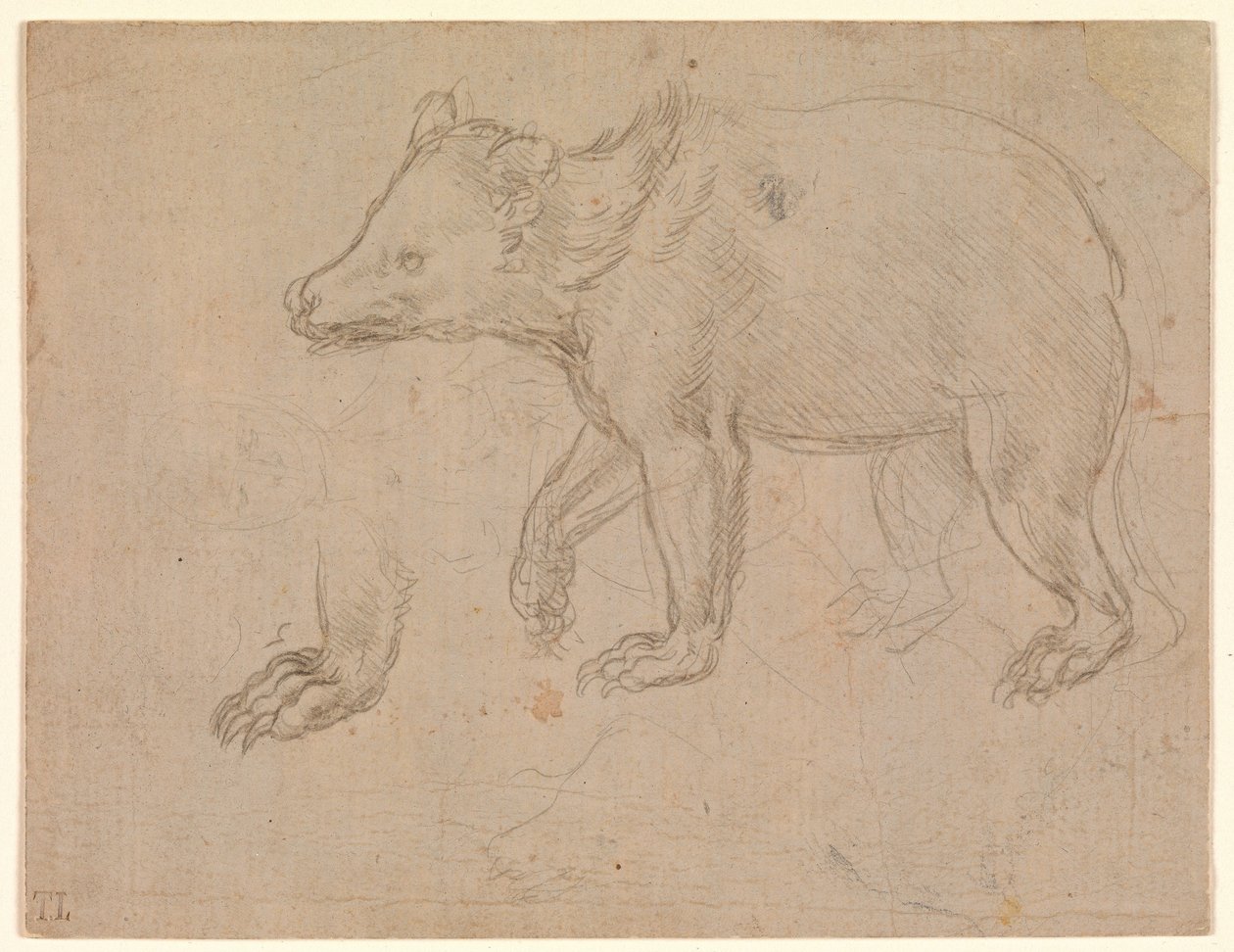 En björn som går av Leonardo da Vinci