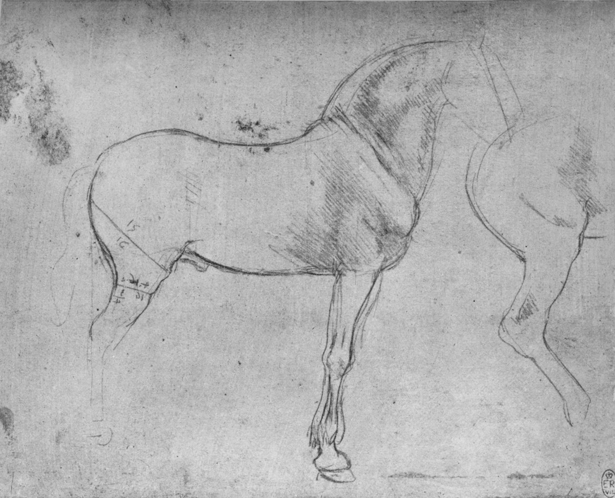 En häst i profil till höger och dess bakdelar, c1480 1945 av Leonardo da Vinci
