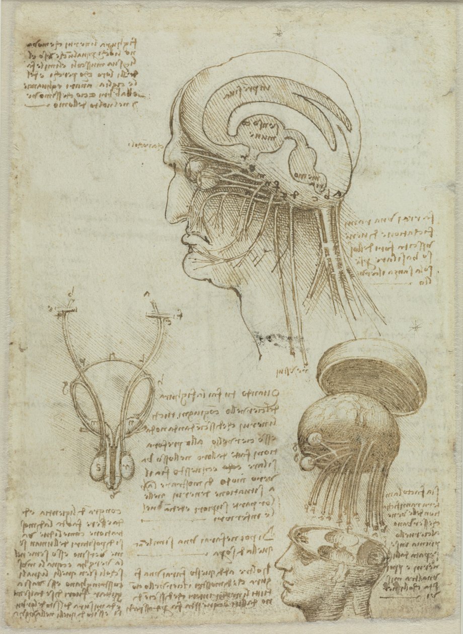 Ett manuskriptblad med anatomiska ritningar och anteckningar, 1506-1508. av Leonardo da Vinci