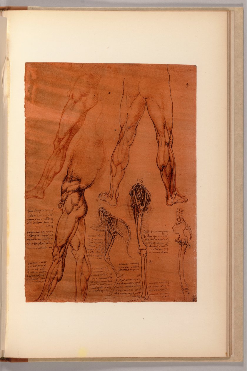 En sida från "Quaderni d"Anatomia, I-VI, 1911-16 av Leonardo da Vinci