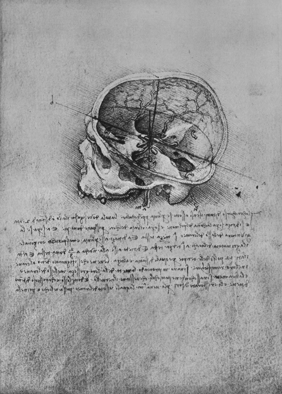 Anatomisk teckning av en skalle till vänster, c1480 1945 av Leonardo da Vinci