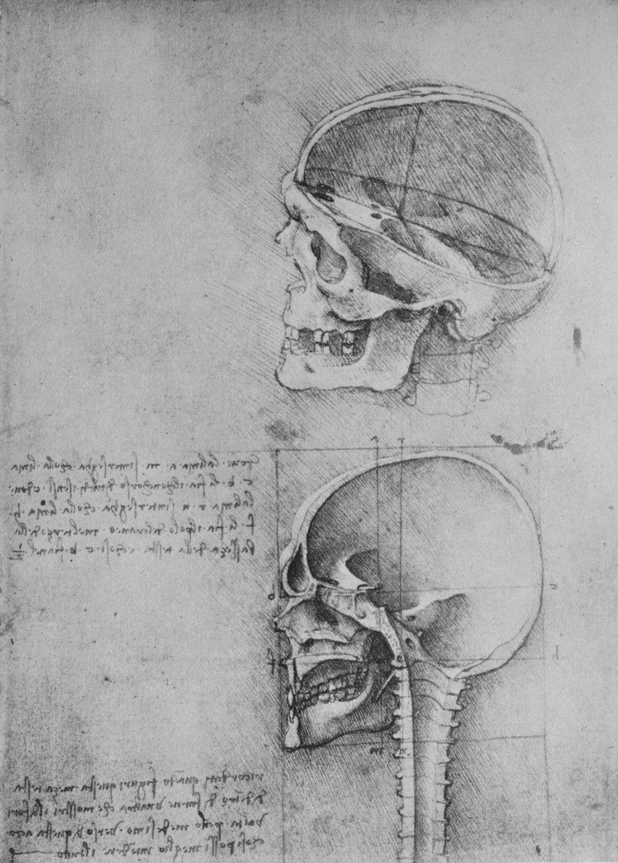 Anatomiska teckningar av två skallar i profil till vänster, c1480 1945 av Leonardo da Vinci